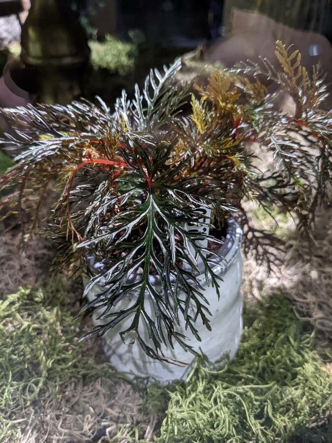 Begonia 2