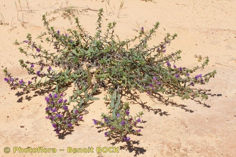 Echium 3