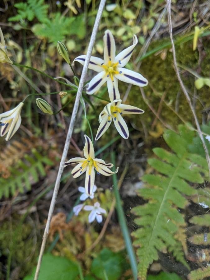 Triteleia di Henderson 2