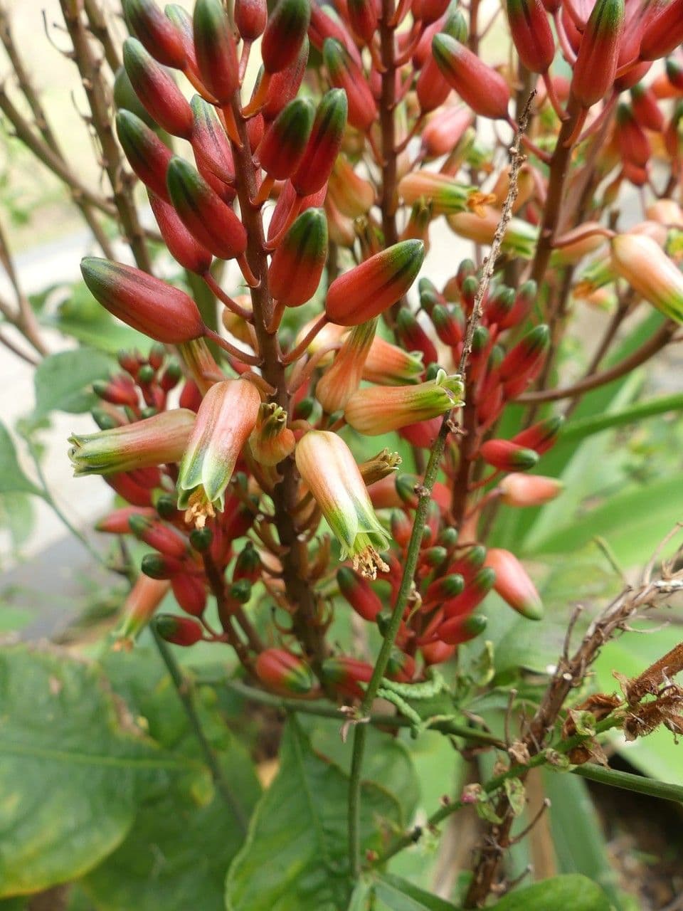 Aloe 5