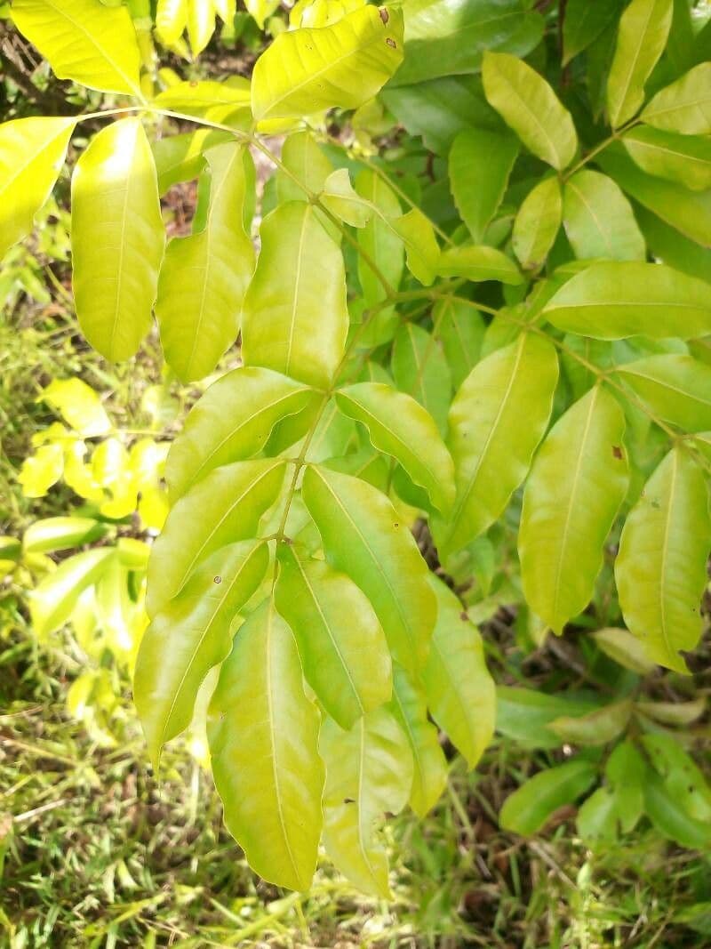 Protium heptaphyllum 15