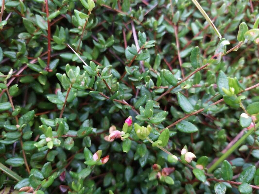 Ossicocco 17