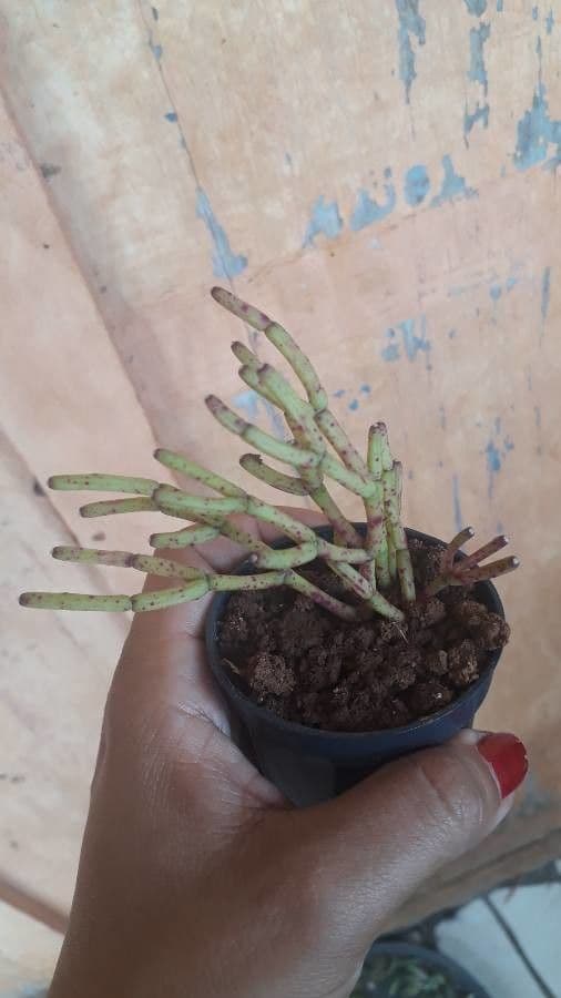 Rhipsalis clavata 12