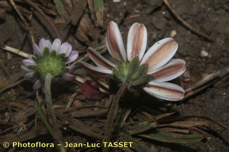 Bellium