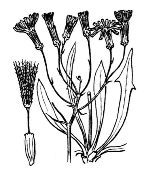 Chondrilla 5