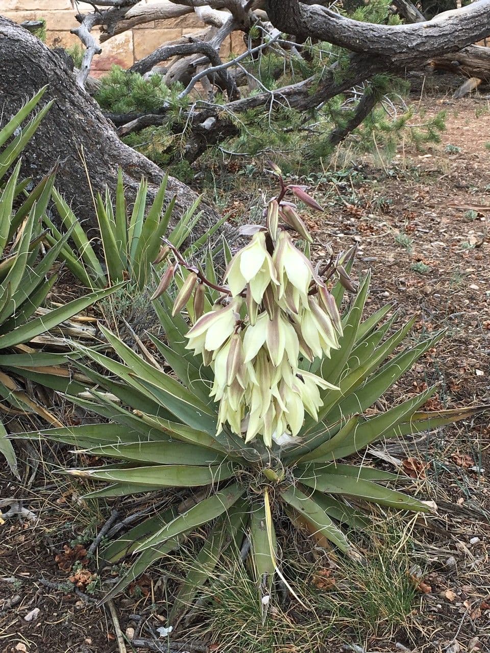 Yucca bacata 22