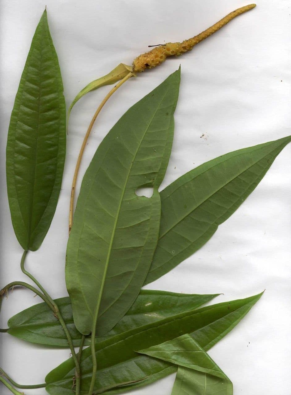 Anthurium 16