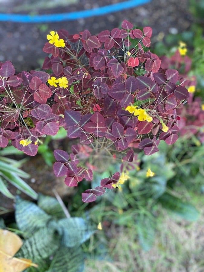 Acetosa hedysaroide 3