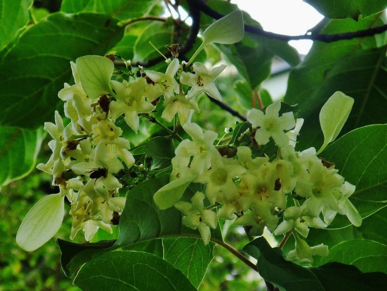 Emmenopterys 5