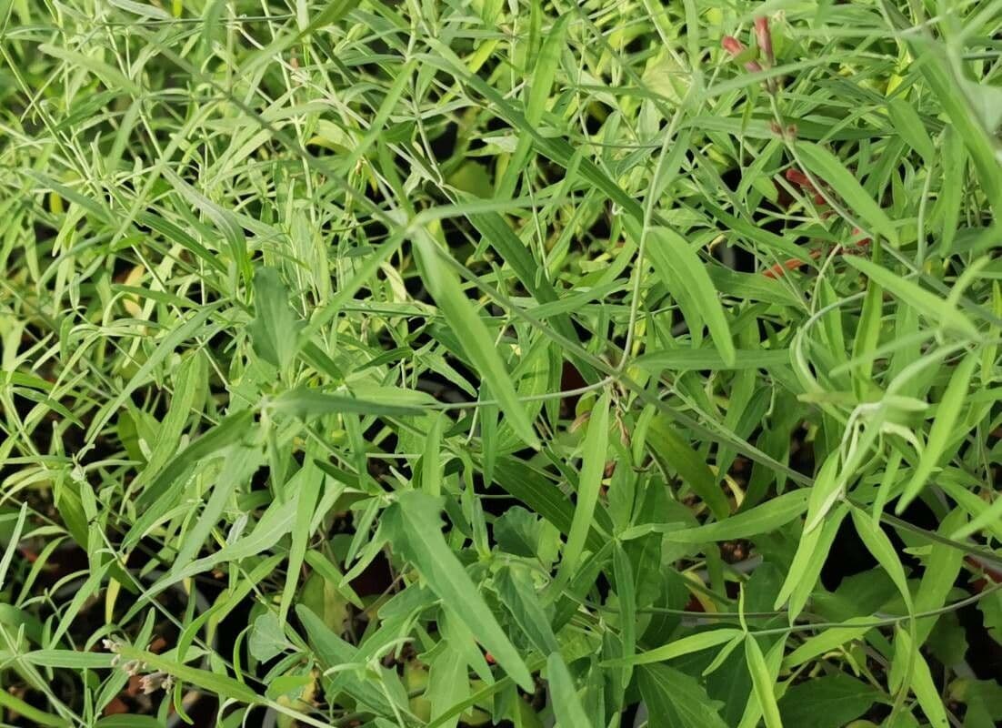 Agastache 10