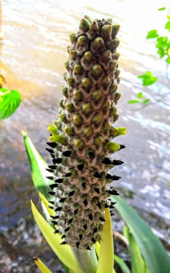 Aechmea bromeliifolia