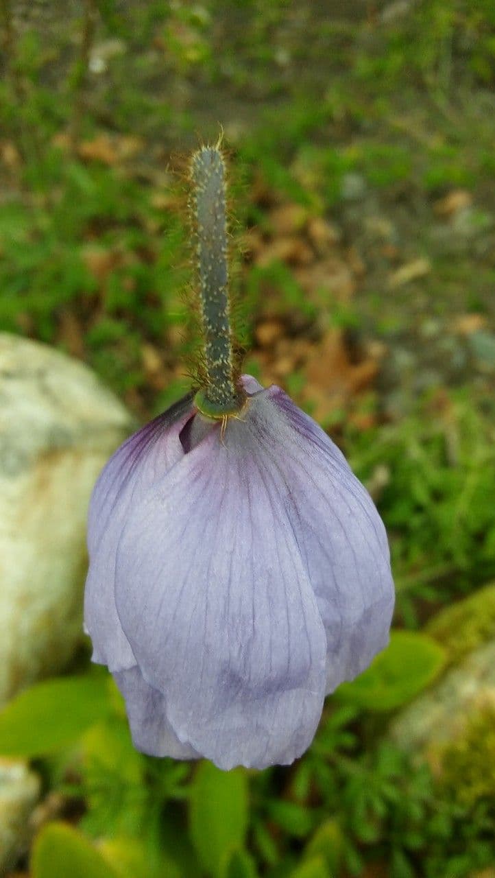Meconopsis 3