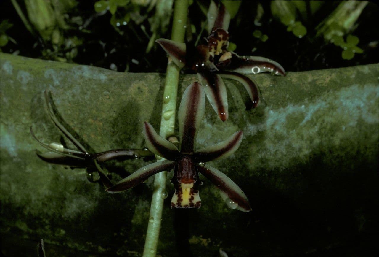 Cymbidium bicolore