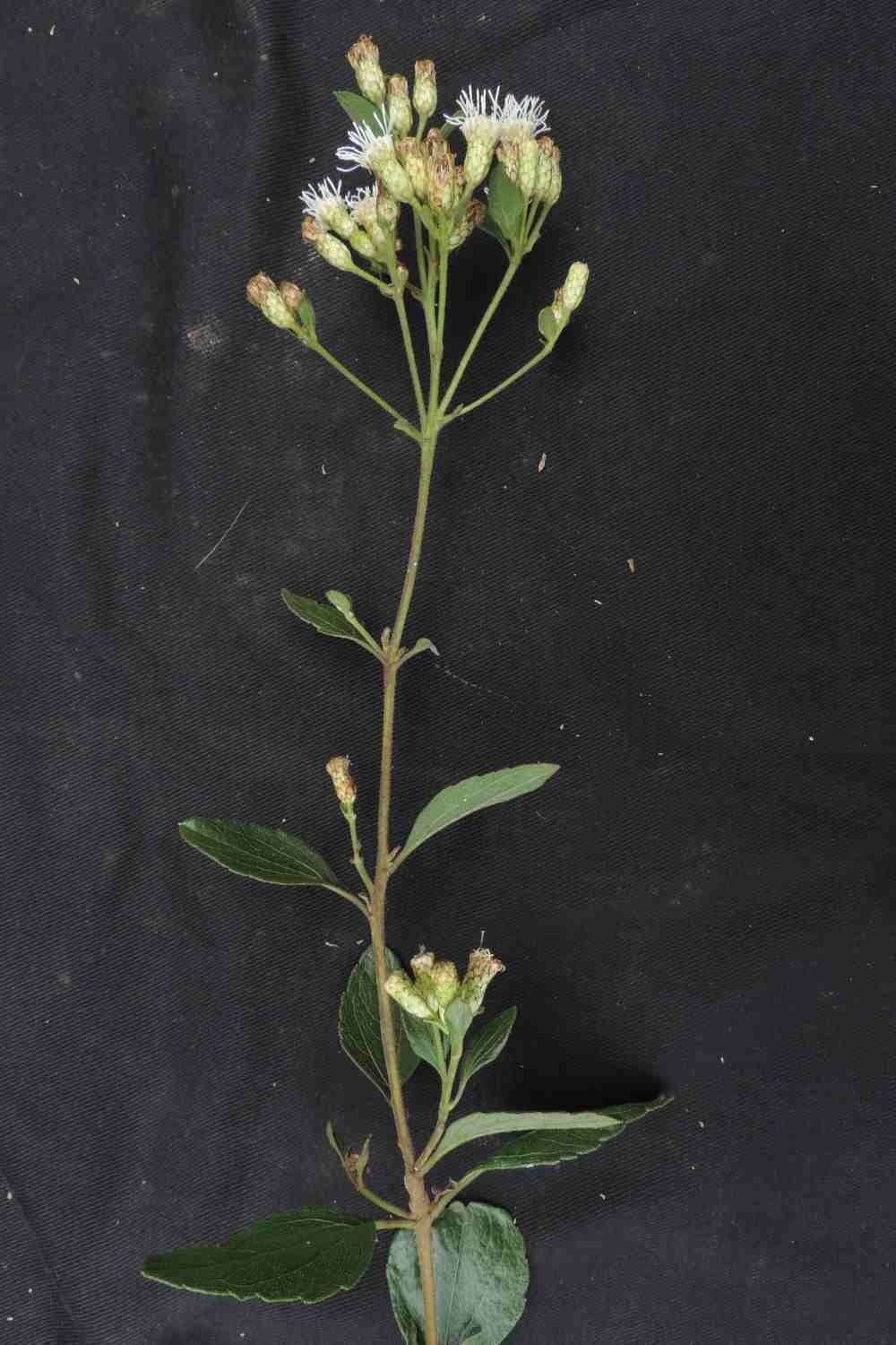 Chromolaena 8