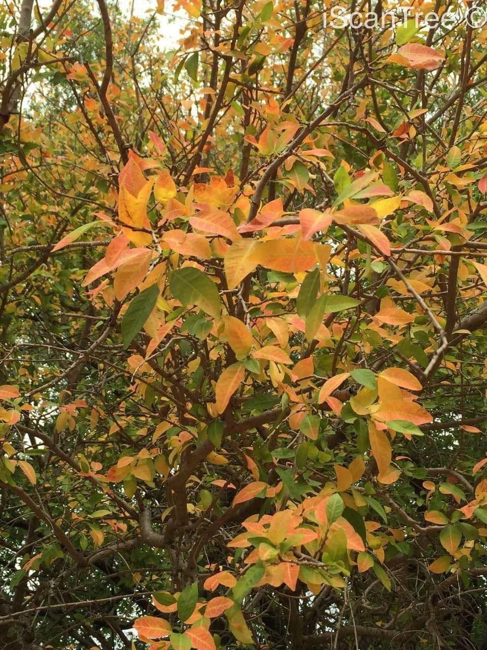 Tamboti 3