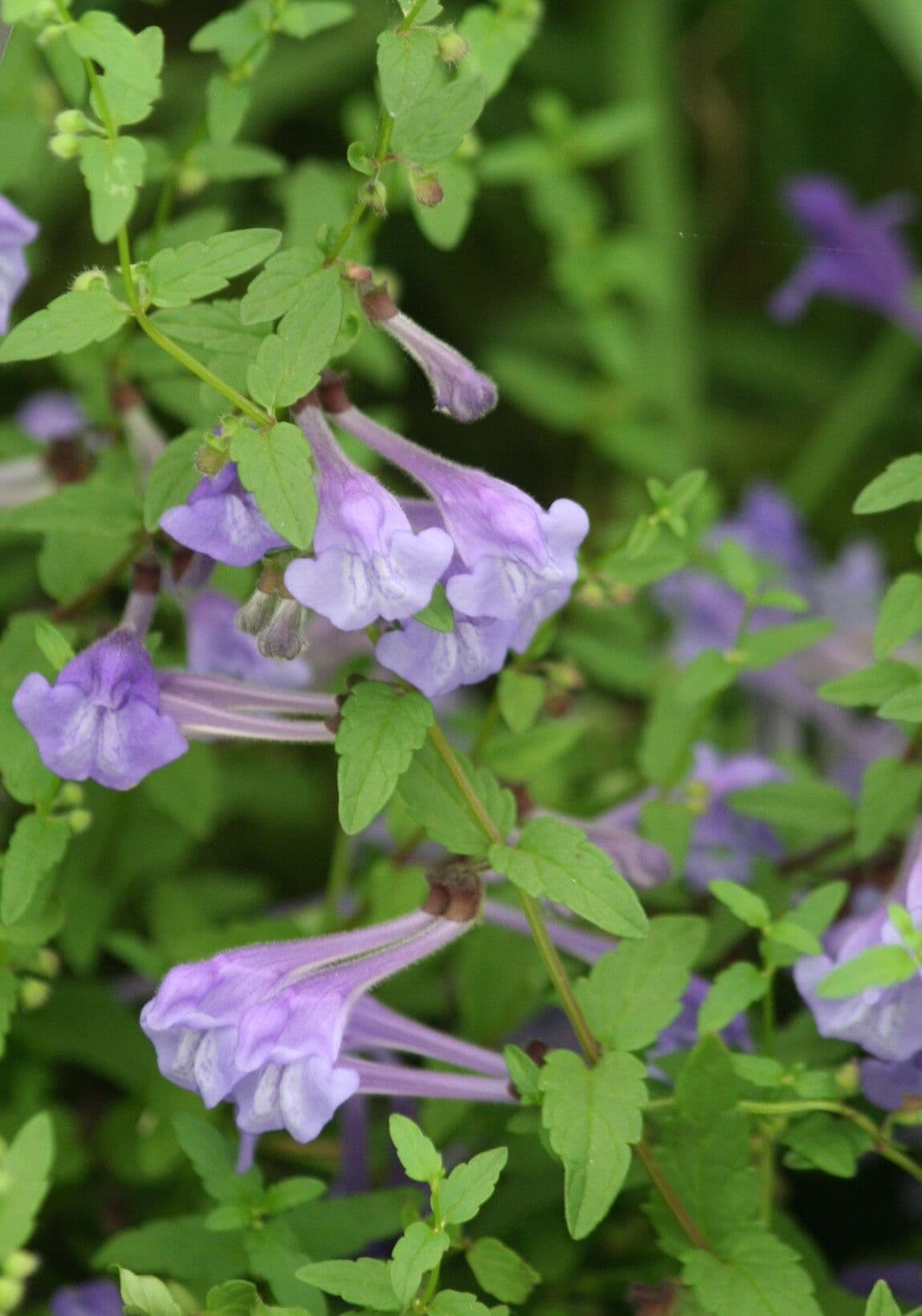 Skutellaria 3