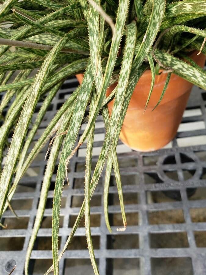 Aloe 8