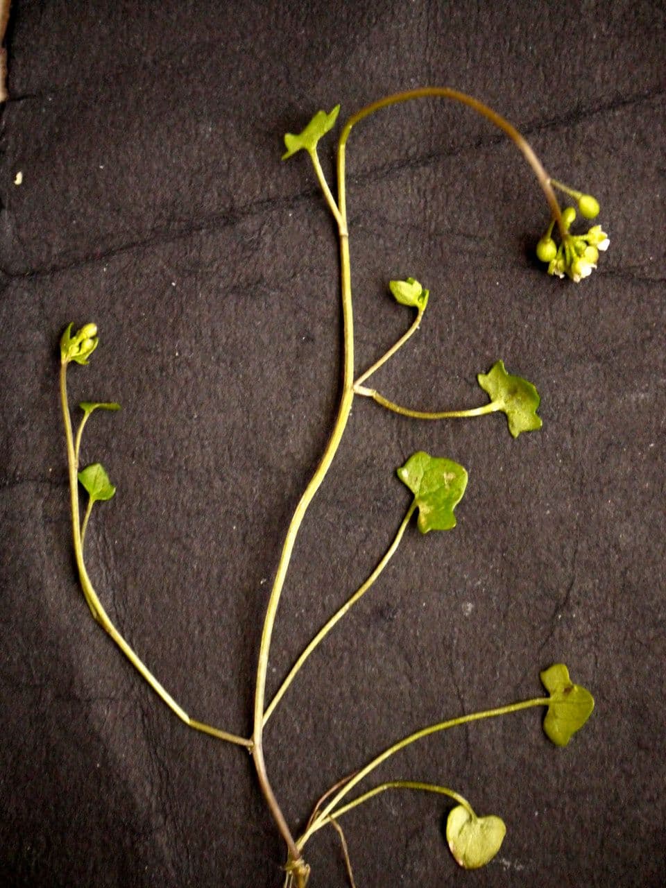 Coclearia danese 28