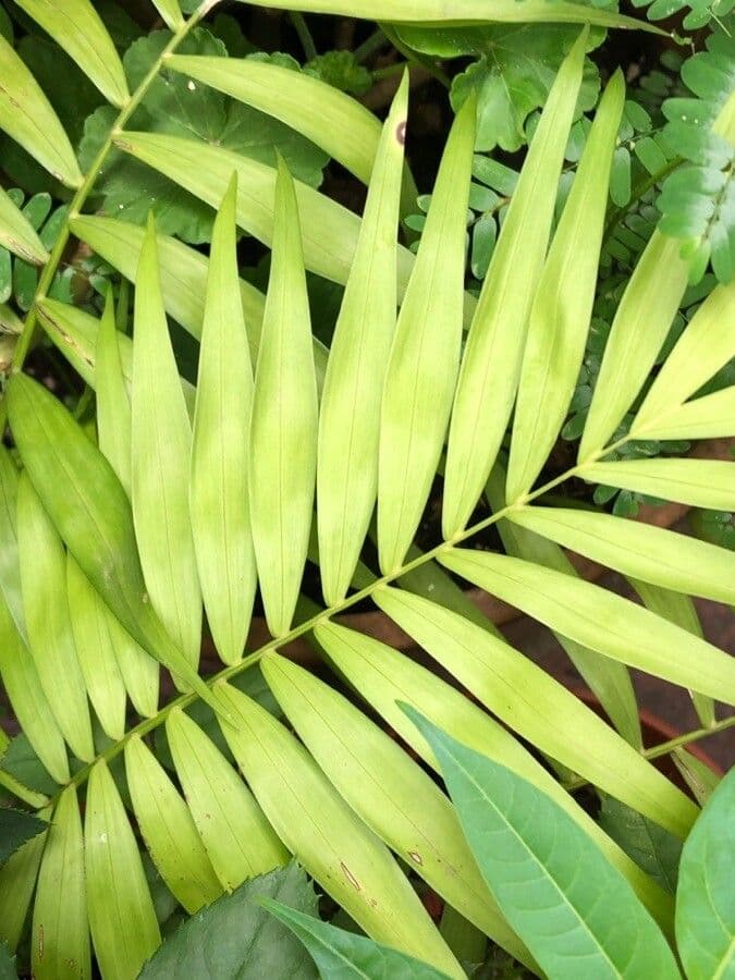 Palma tepejilote 16