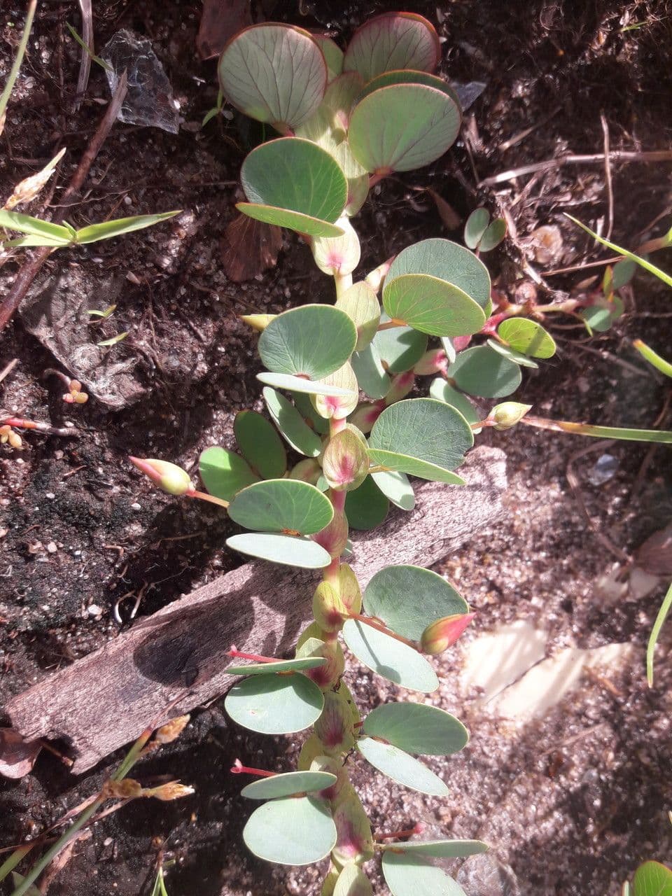 Cassia diphylla 14
