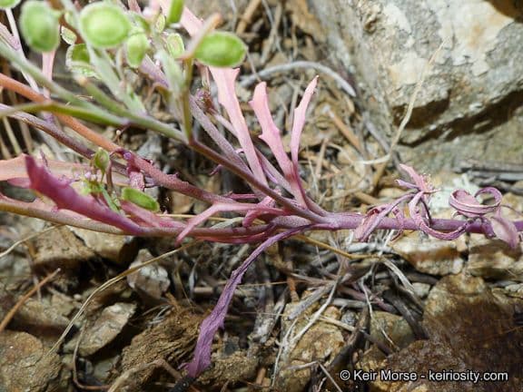 Thysanocarpus laciniato 11