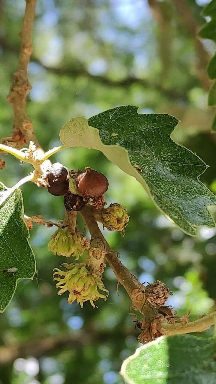 Quercia