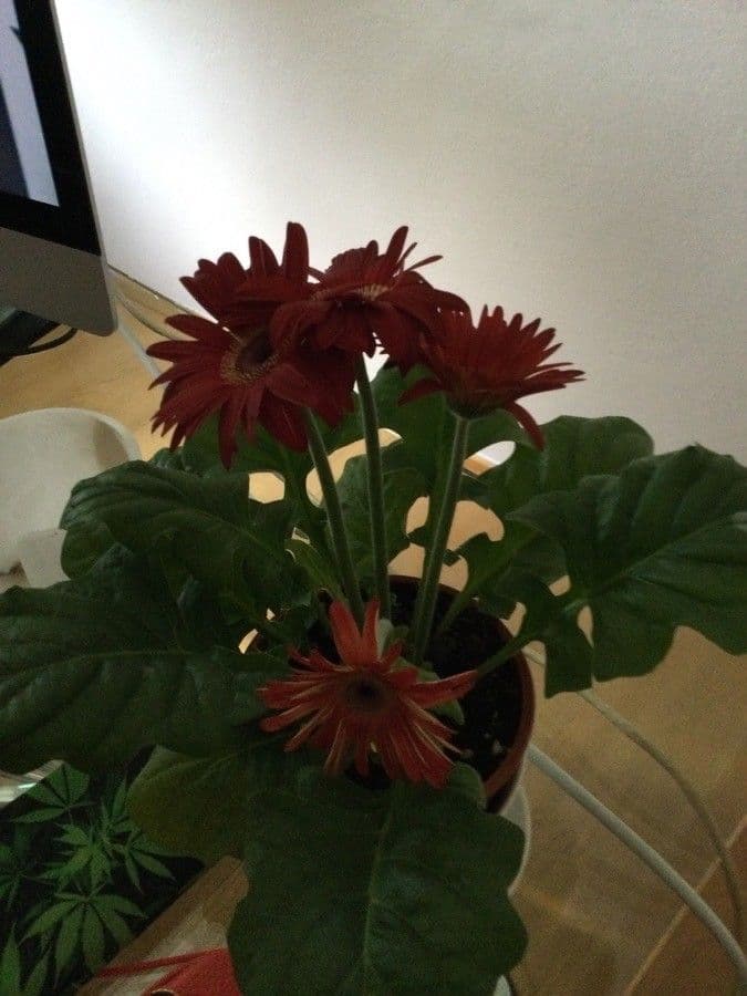 Gerbera Jamesonii 12