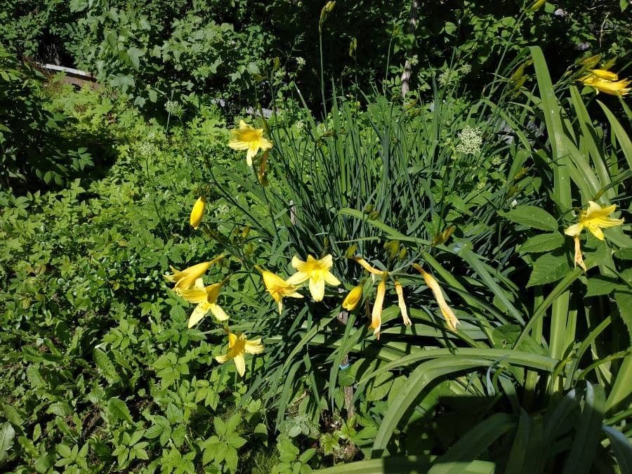 Hemerocallis minor 7