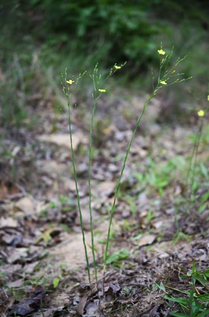 Mittlerer Lein 9