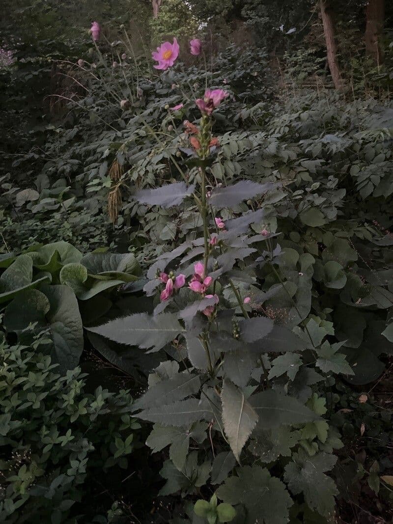 Chelone di Lyon 10