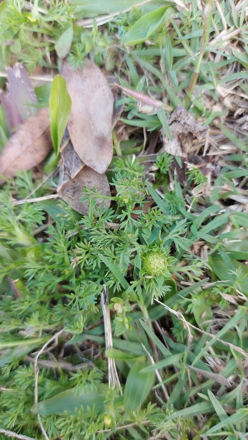 Soliva sessilis