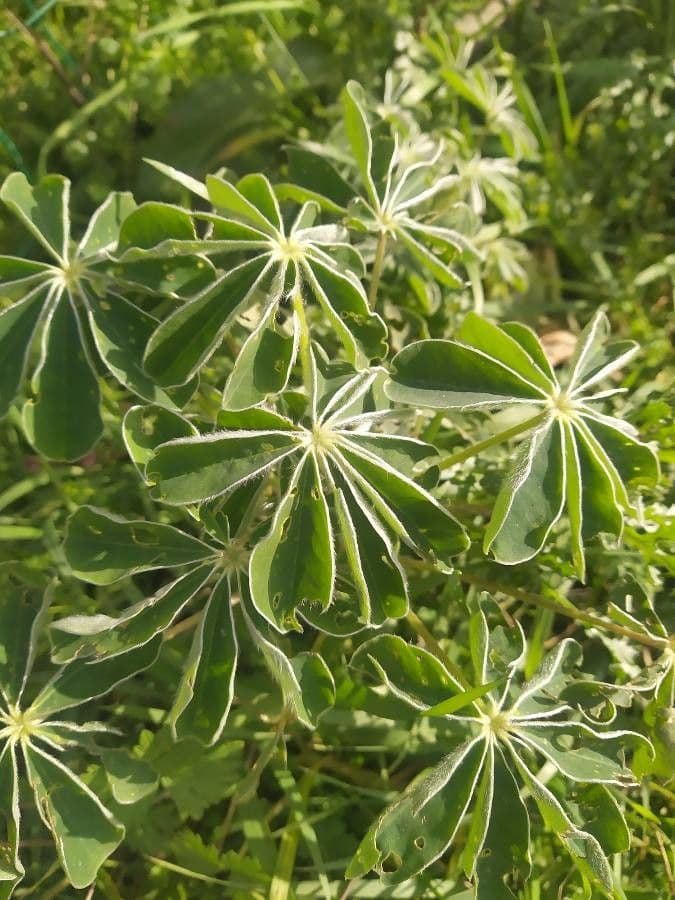 Weiße Lupine 18