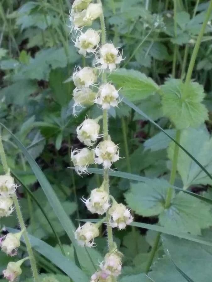 Tellima grandiflora 6