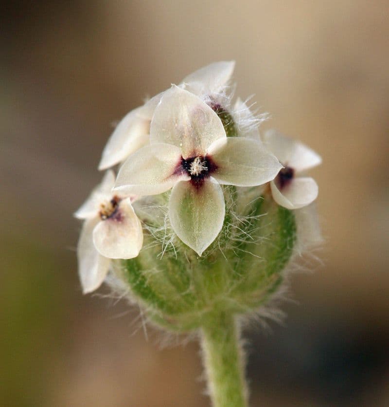 Piantaggine eretta