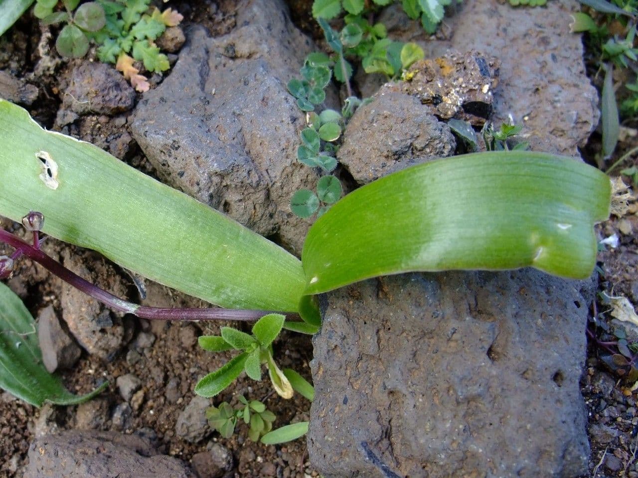 Scilla 13