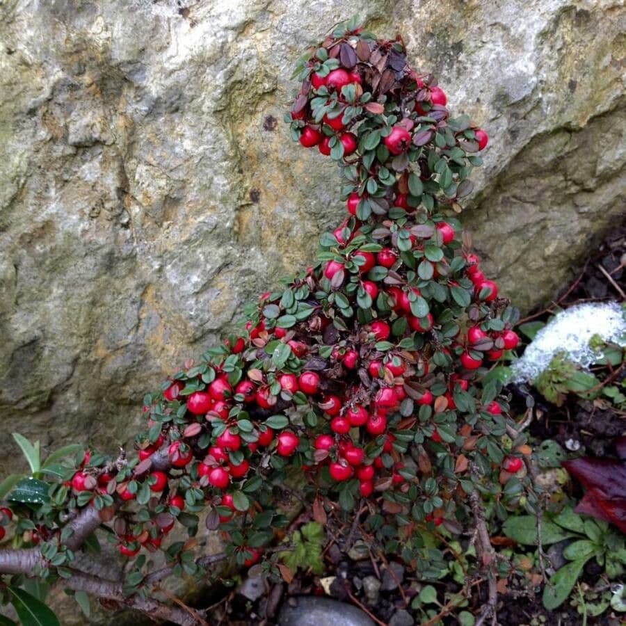Cotoneaster 2