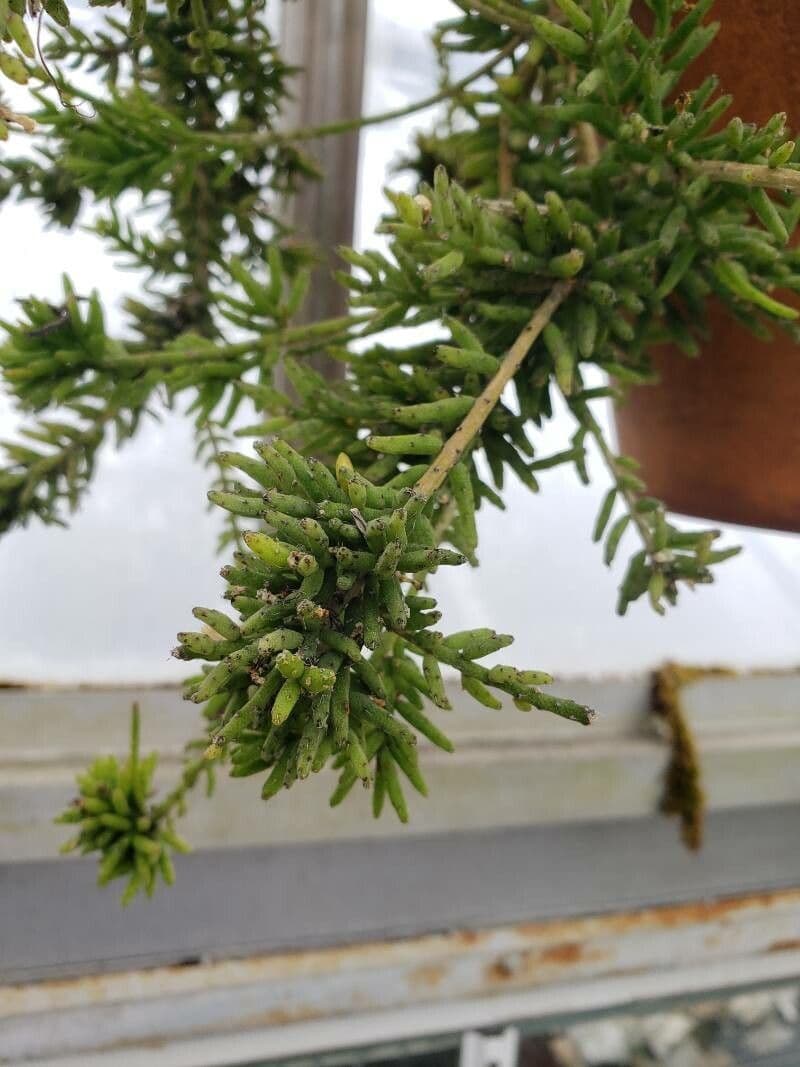Rhipsalis 15