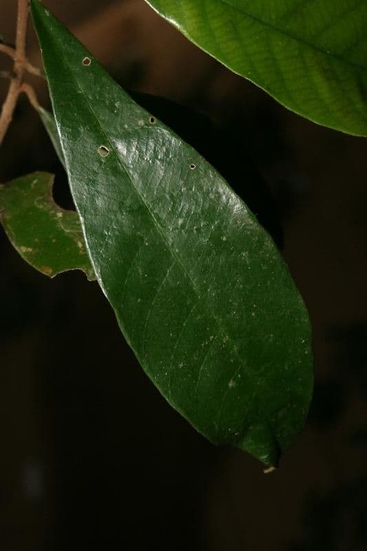 Ecclinusa 3