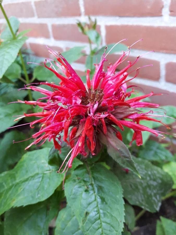 Monarda didyma 10