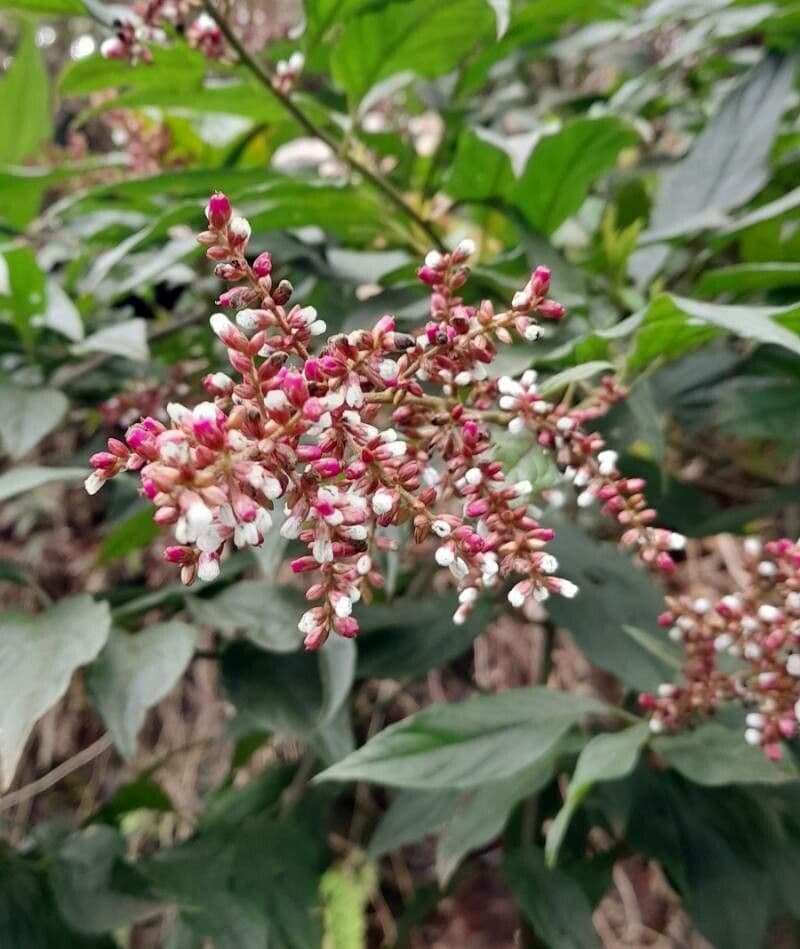Chamissoa Altissima 3