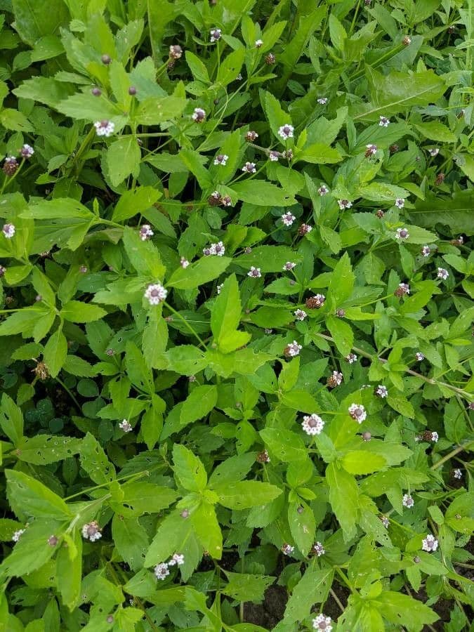 Lippia lanceolata 3