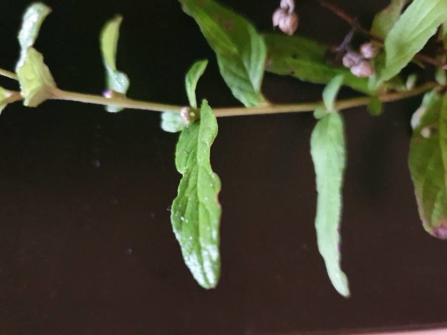 Gutenbergia 10