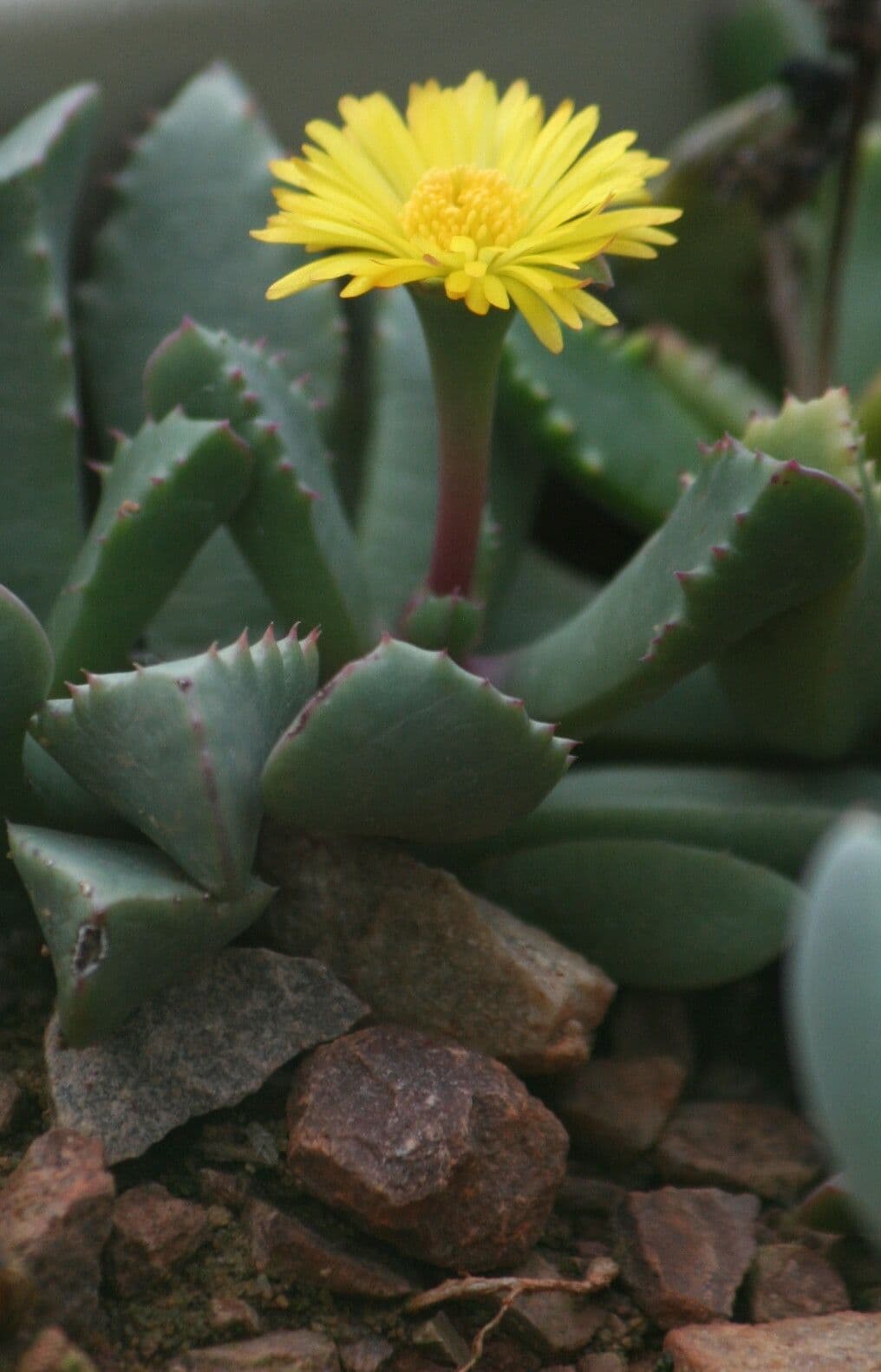 Carruanthus