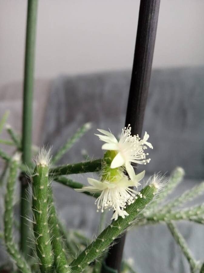 Rhipsalis 8
