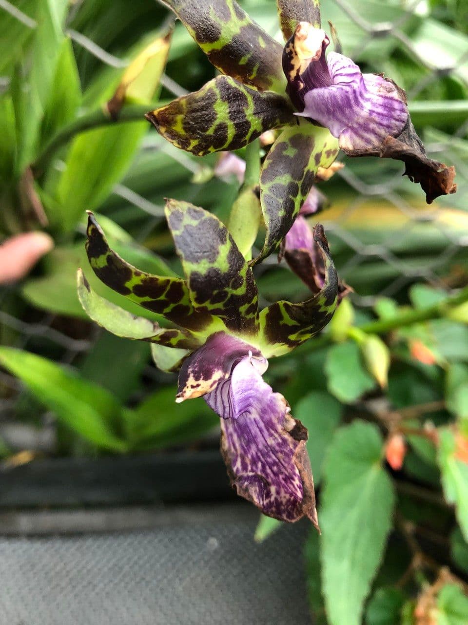 Zygopetalum 4