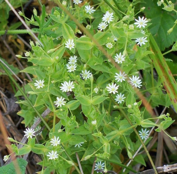 Stellaria 5