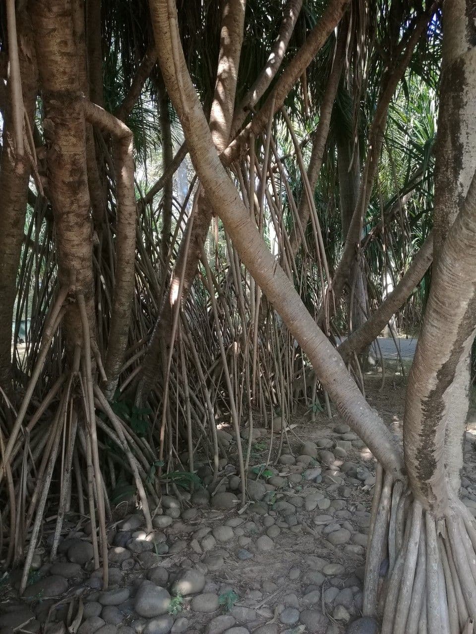 Pandanus 12