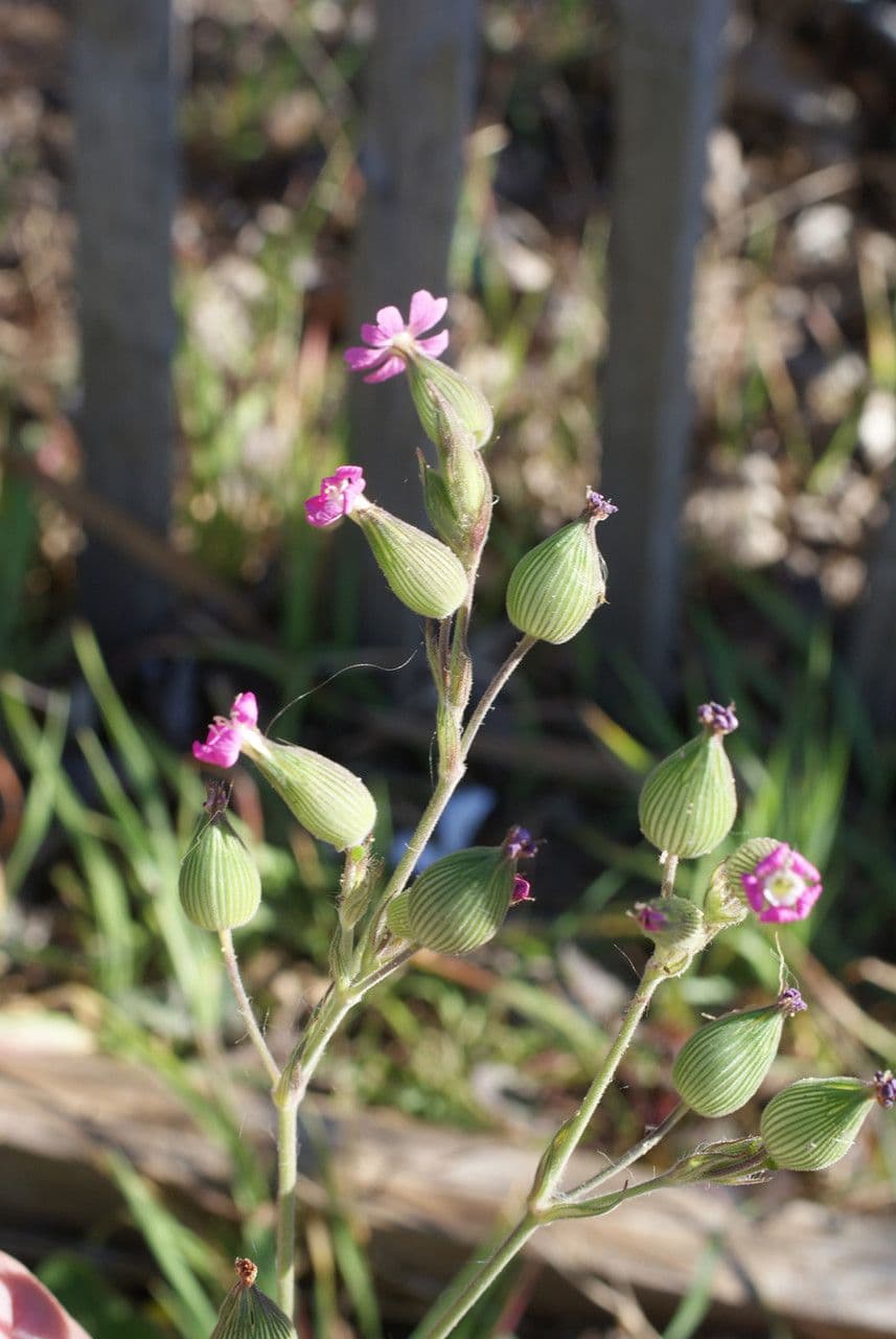 Silene conica 26