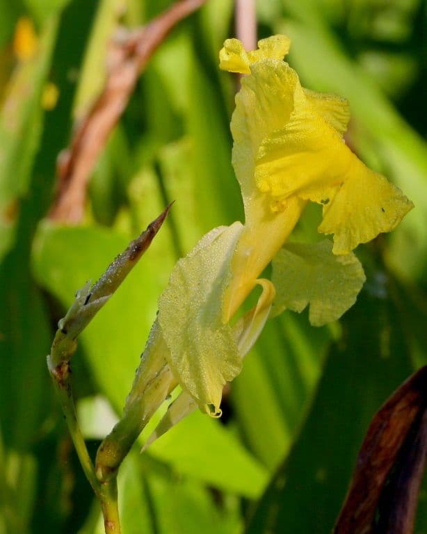 Schlaffe Canna 7