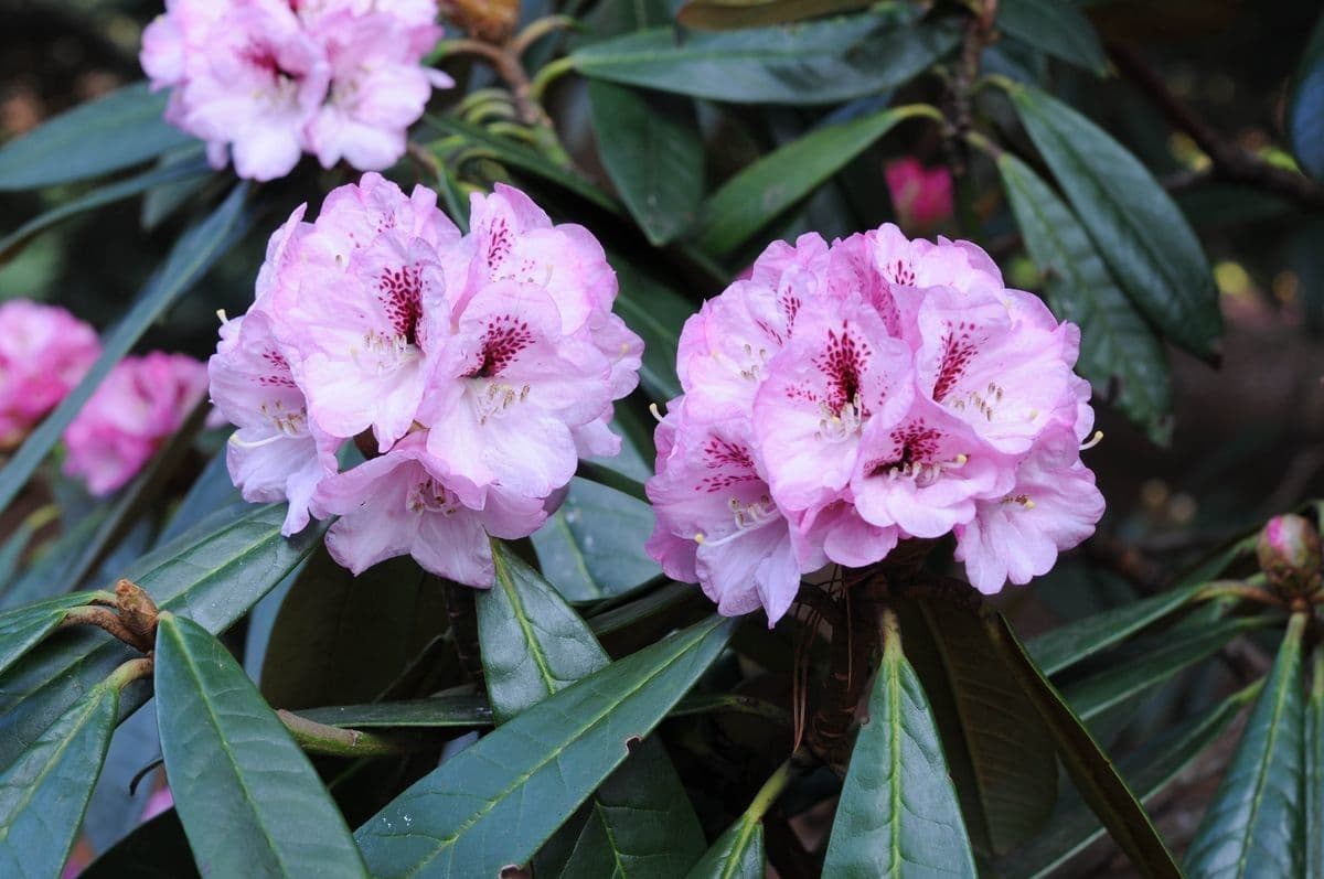 Rododendro